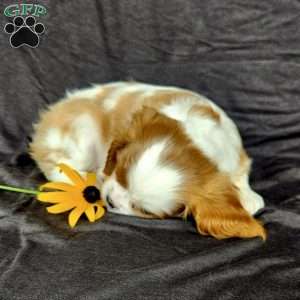 Miss Happy, Cavalier King Charles Spaniel Puppy